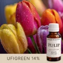 Tulip