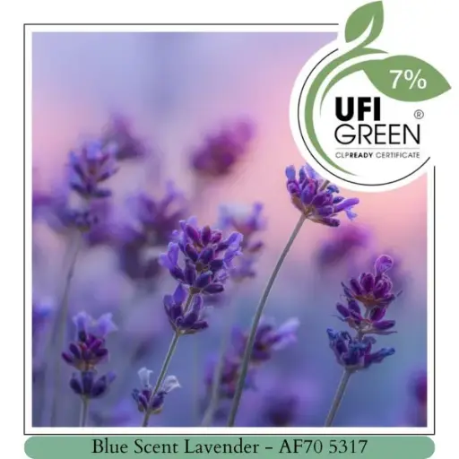 Blue Scent Lavender